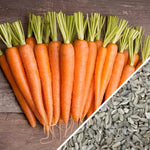 Imperator Carrot Seeds Giant High Yield Growing and Sweet heirloom non-gmo seeds