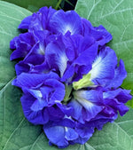 Blue pea butterfly tea live plant VINE clitoria ternatea buy heirloom non-gmo seeds