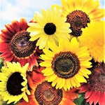 Species Mix Variety Sunflower Seeds Helianthus annuus heirloom non-gmo seeds