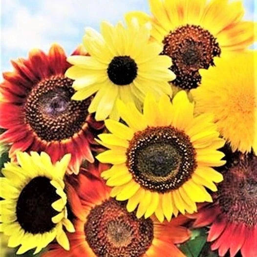 Species Mix Variety Sunflower Seeds Helianthus annuus heirloom non-gmo seeds