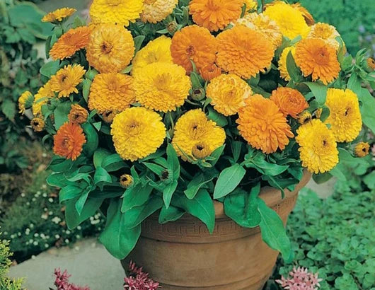 Calendula Flower Seeds seeds helpful herbal medicine aid- Grow Indoors too heirloom non-gmo seeds