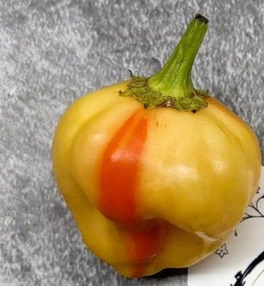 Peppapeach Stripey Pepper Seeds – Heirloom, Non-GMO, High Germination Organic Garden Seeds