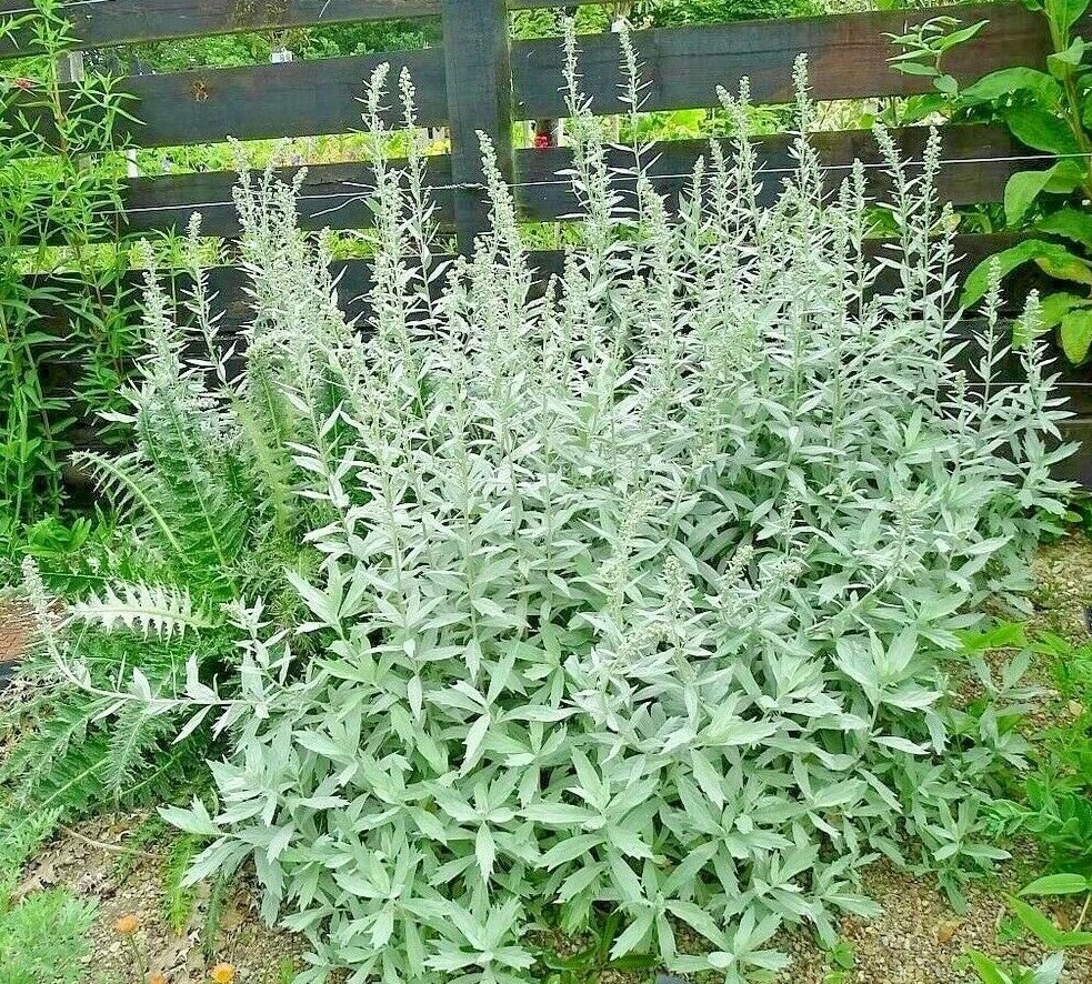 PRAIRIE SAGE Flower seeds White Sagebrush Perennial Native Wildflower smudge – Heirloom, Non-GMO, High Germination Organic Garden Seeds