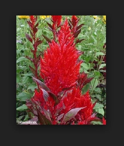 Celosia Forest Fire Scarlet Flower Seeds - and Hand Packaged – Heirloom, Non-GMO, High Germination Organic Garden Seeds