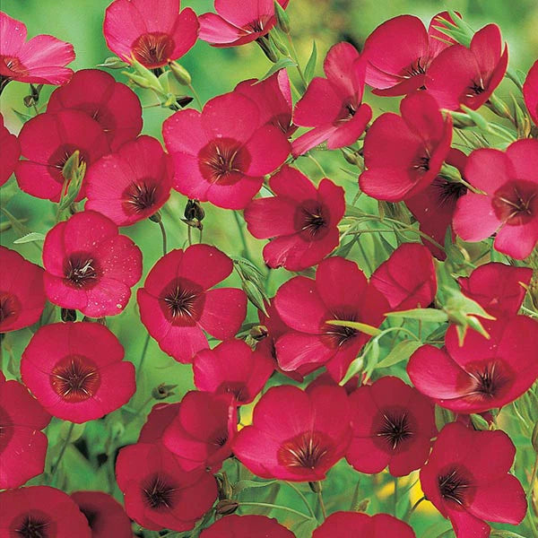 Scarlet Flax Seeds Linum Beautiful Red Flowers Heat Tolerant SHIPPING Seeds – Heirloom, Non-GMO, High Germination Organic Garden Seeds