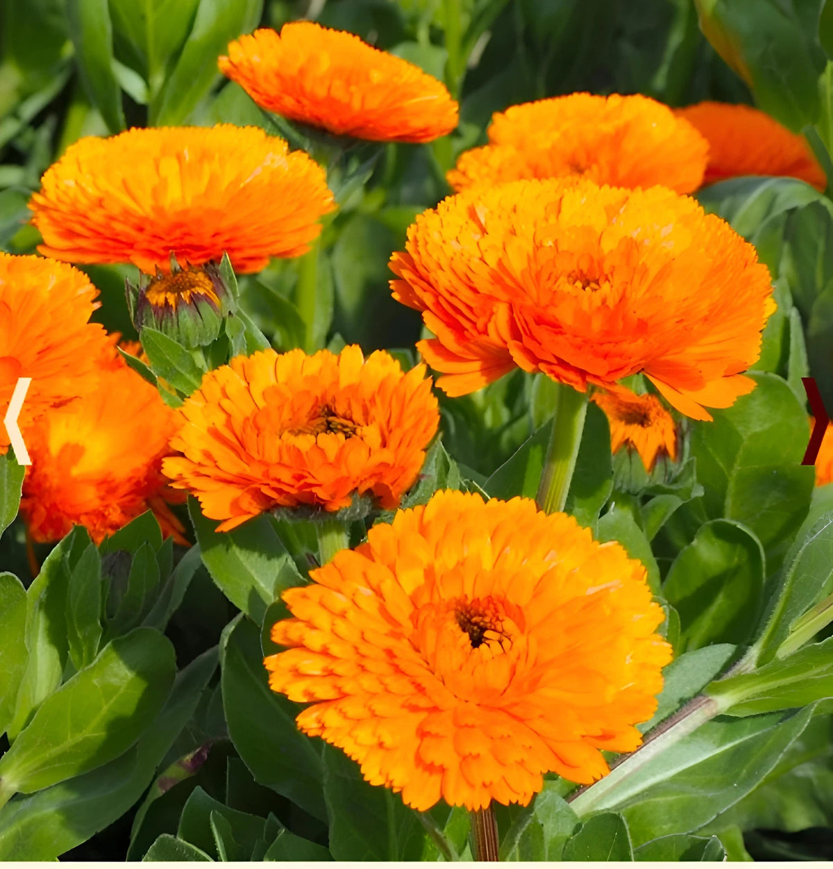 English merigold Calendula Seeds Pollinator Bees Butterflies heirloom non-GMO seeds