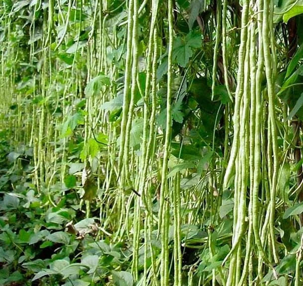 Bean Yard Long - Green or Red seeds GMO heirloom non-gmo seeds