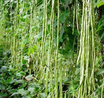 Bean Yard Long - Green or Red seeds GMO heirloom non-gmo seeds