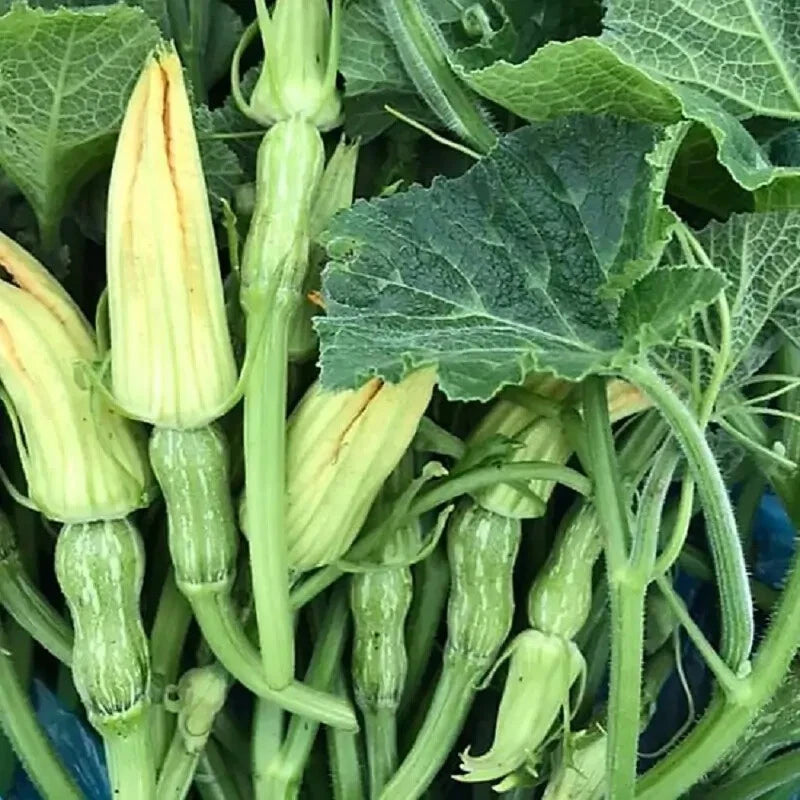 FLOWERS AND BABY PUMPKIN BÍ ĐỎ NỤ GERMINATION Seeds – Heirloom, Non-GMO, High Germination Organic Garden Seeds