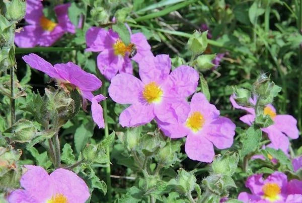 Cistus creticus Cretan Rockrose Seeds heirloom non-gmo seeds