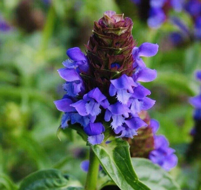 Allheal Seeds - Prunella vulgaris - Medicinal Herb Seeds - Heal All heirloom non-gmo seeds