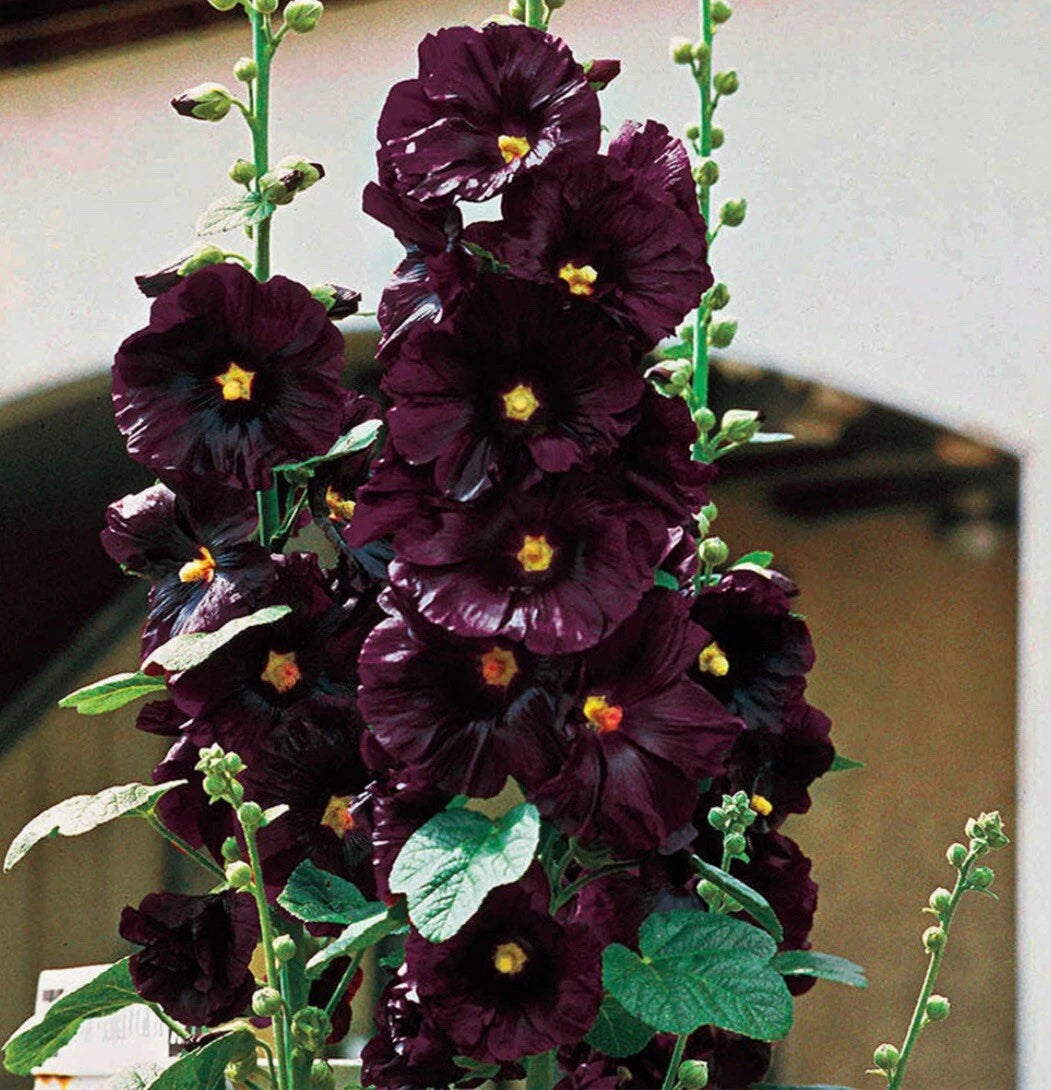 -Black Hollyhock Flower Seeds-includes Surprise Seeds heirloom non-gmo seeds