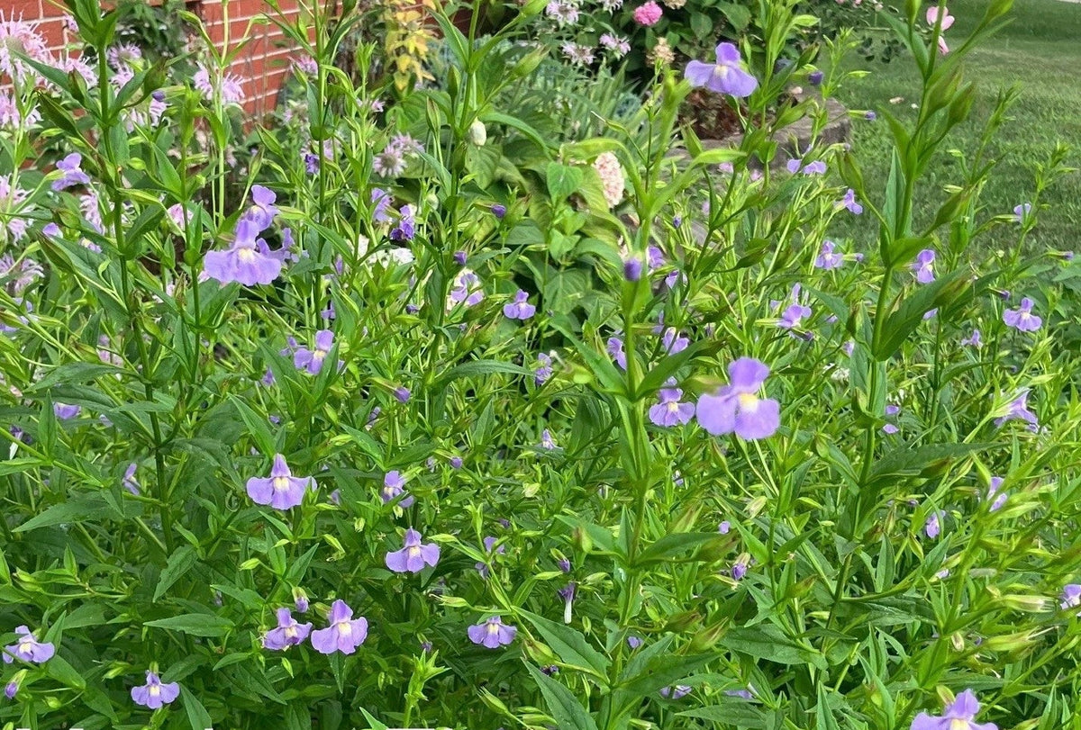Monkey Flower - Mimulus ringens Seeds Grown in Indiana Native Plant ...