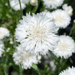 Tall White Bachelor Button Cornflower Seeds Flower SELLER SHIPPING heirloom non-gmo seeds