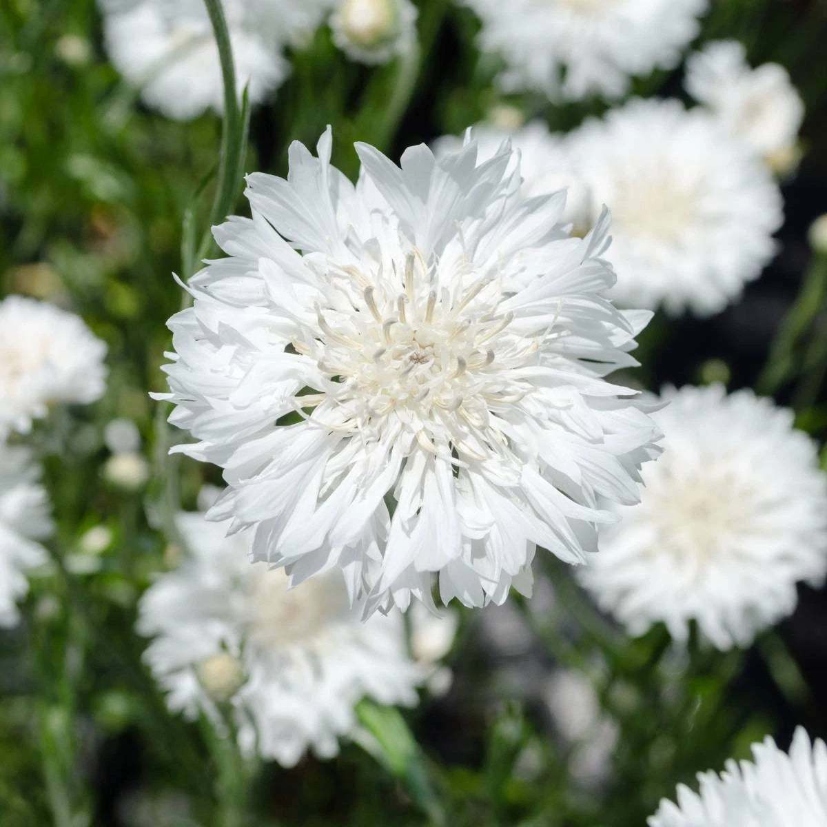 Tall White Bachelor Button Cornflower Seeds Flower SELLER SHIPPING heirloom non-gmo seeds