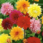 Dinnerplate Mix Dahlia Flower Seeds D082 heirloom non-gmo seeds