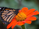 Sunflower Seeds - Large Orange Blooms Drought-Tolerant Mexican Torch Variety Helianthus annuus heirloom non-GMO seeds