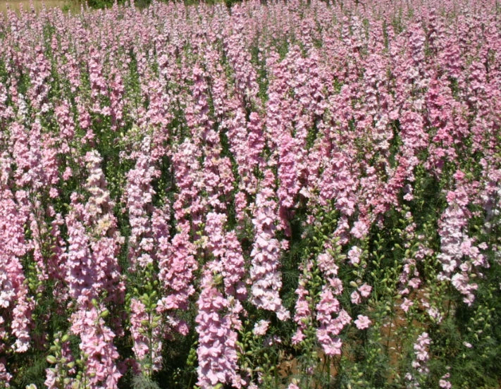 Rocket Larkspur Delphinium PASTEL MIX Blue Pink Pollinators Seeds – Heirloom, Non-GMO, High Germination Organic Garden Seeds