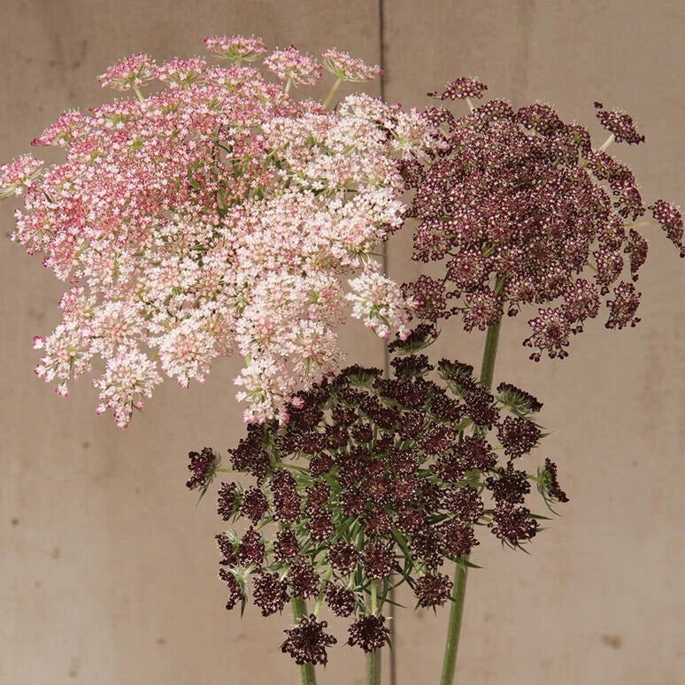 Dara Daucus Queen Anne s Lace seeds heirloom non-gmo seeds