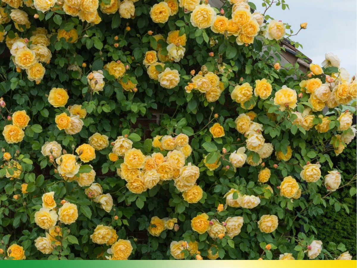 Yellow English Climbing Perennial Flower Rose Seeds heirloom non-gmo seeds