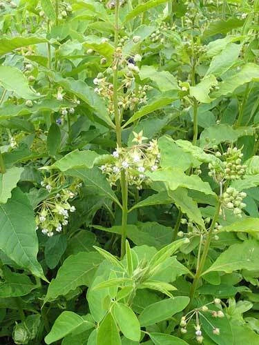 Asclepias exaltata Poke or Tall Milkweed Seeds – Heirloom, Non-GMO, High Germination Organic Garden Seeds