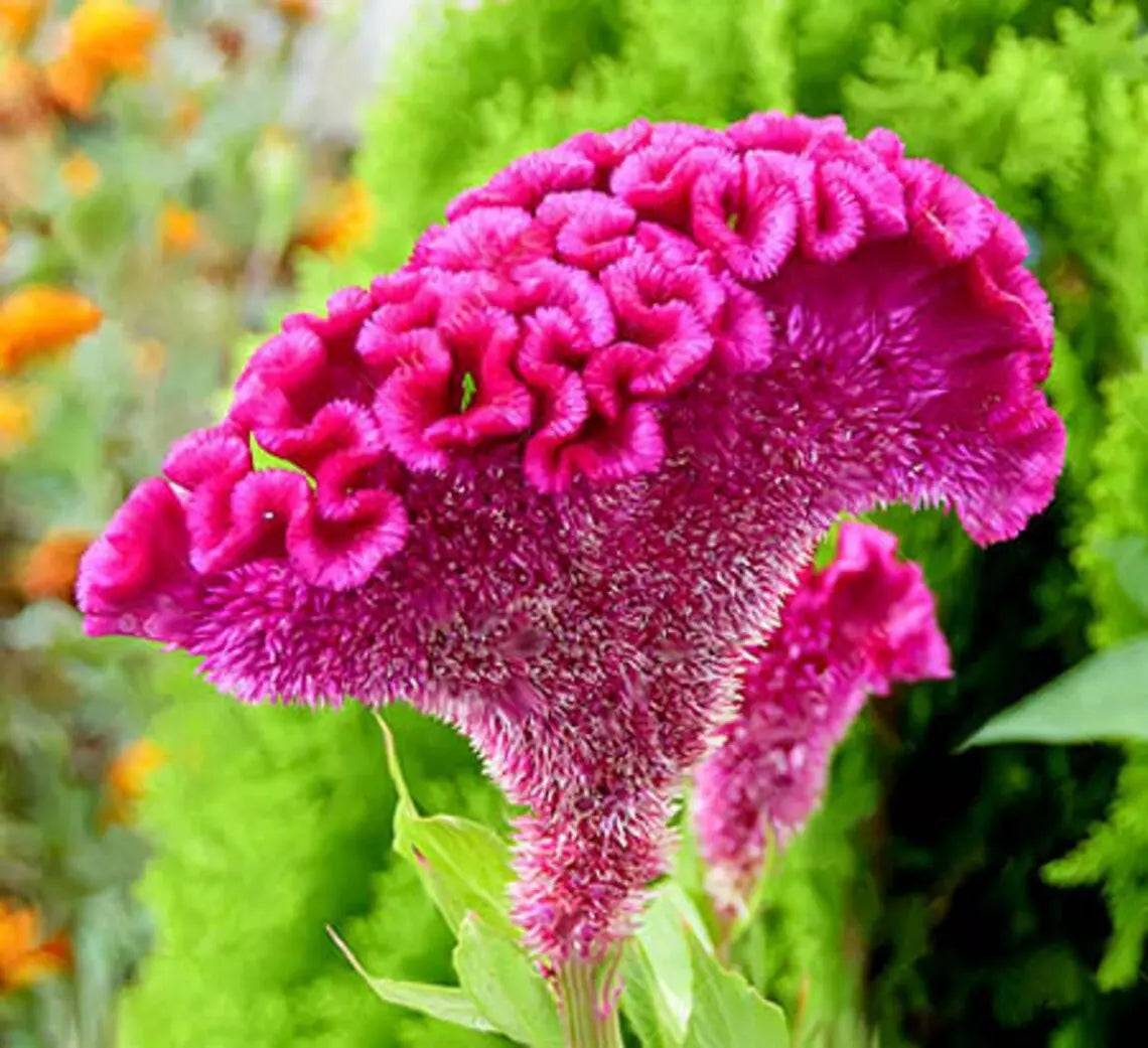 Cockscomb Afghan Brain Celosia SEEDS Magenta Purple GREAT For Dry Flowers heirloom non-gmo seeds