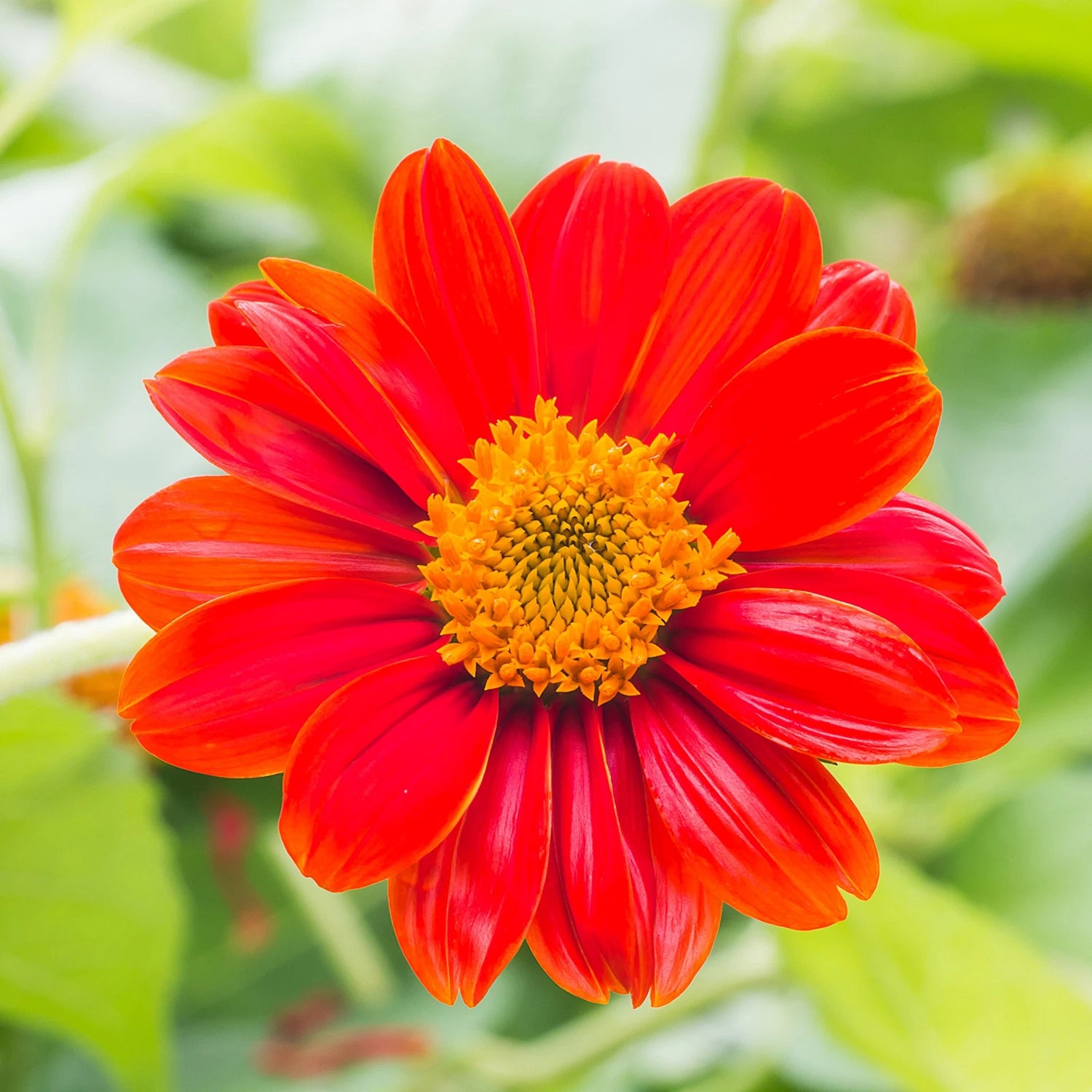MEXICAN SUNFLOWER SEEDS - RARE SUNFLOWERS GARDEN RED FLOWER SEEDS Helianthus annuus heirloom non-gmo seeds