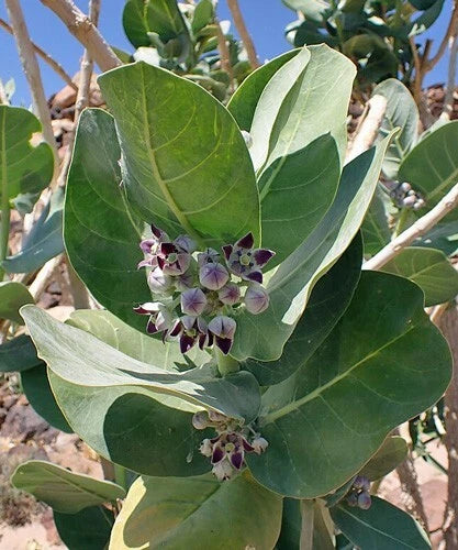 Calotropis procera Sodom Apple Seeds – Heirloom, Non-GMO, High Germination Organic Garden Seeds