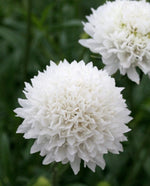 Scabiosa Snow Maiden seeds heirloom non-gmo seeds