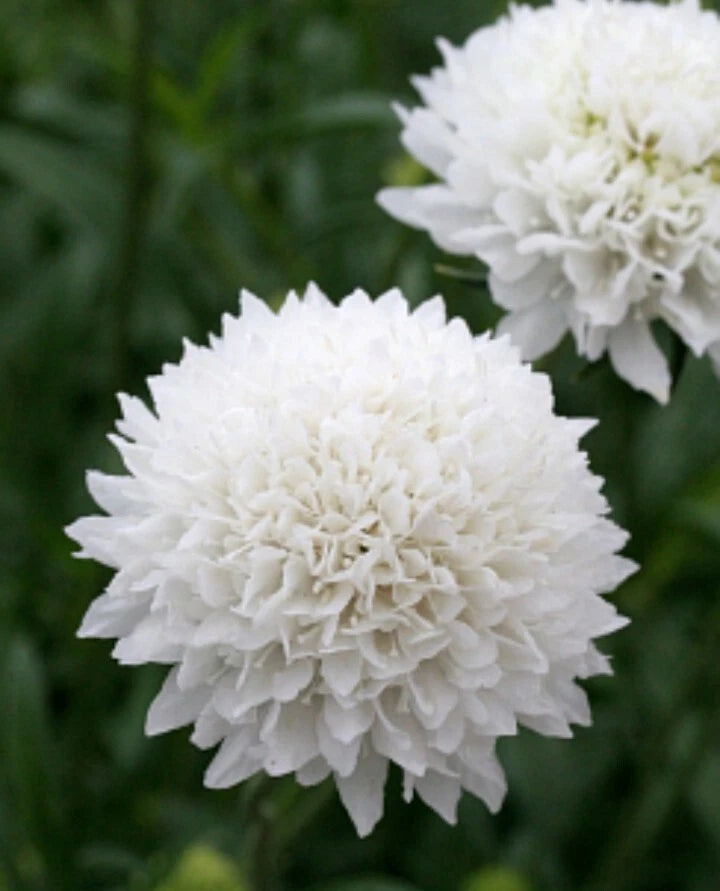 Scabiosa Snow Maiden seeds heirloom non-gmo seeds