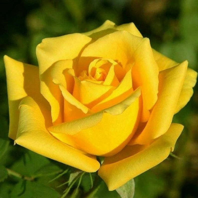 Bright Yellow Rose Seeds Flower Bush Perennial Shrub Flowers Seed – Heirloom, Non-GMO, High Germination Organic Garden Seeds