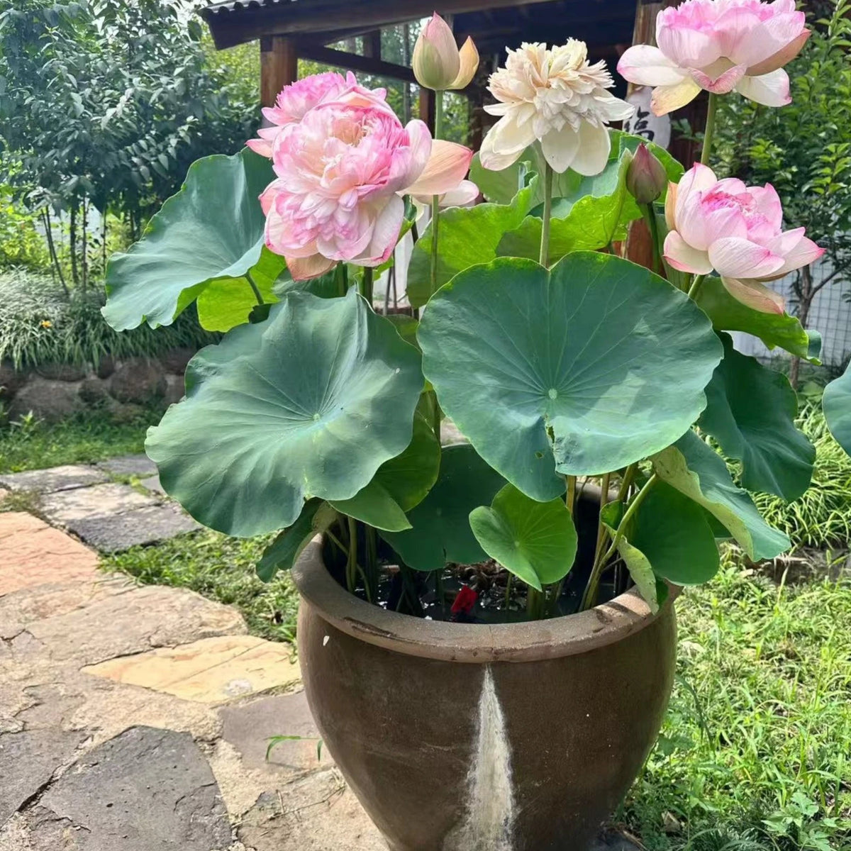 Mixed Color Bowl Lotus Seeds Mini Aquatic Flowers for Pots or Small Ponds – Heirloom, Non-GMO, High Germination Organic Garden Seeds