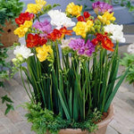 Freesia seeds of to sow now heirloom non-gmo seeds