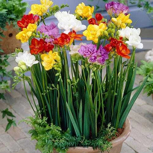 Freesia seeds of to sow now heirloom non-gmo seeds