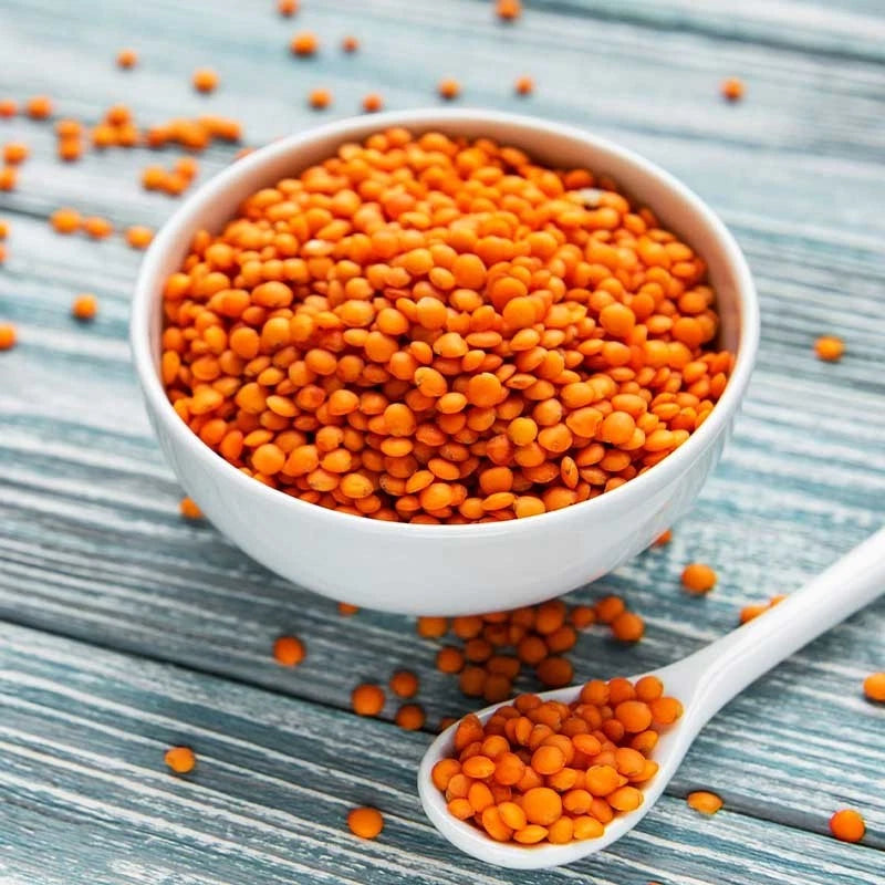 Crimson Lentil Seeds Bush Easy DELICIOUS Rare heirloom non-GMO seeds