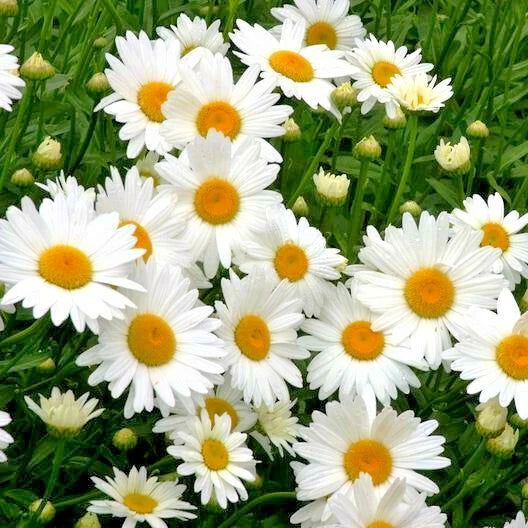 Alaska Shasta Daisy Seeds North Eastern Cold Hardy Variety Bellis perennis heirloom non-gmo seeds