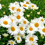 Alaska Shasta Daisy Seeds North Eastern Cold Hardy Variety Bellis perennis heirloom non-gmo seeds