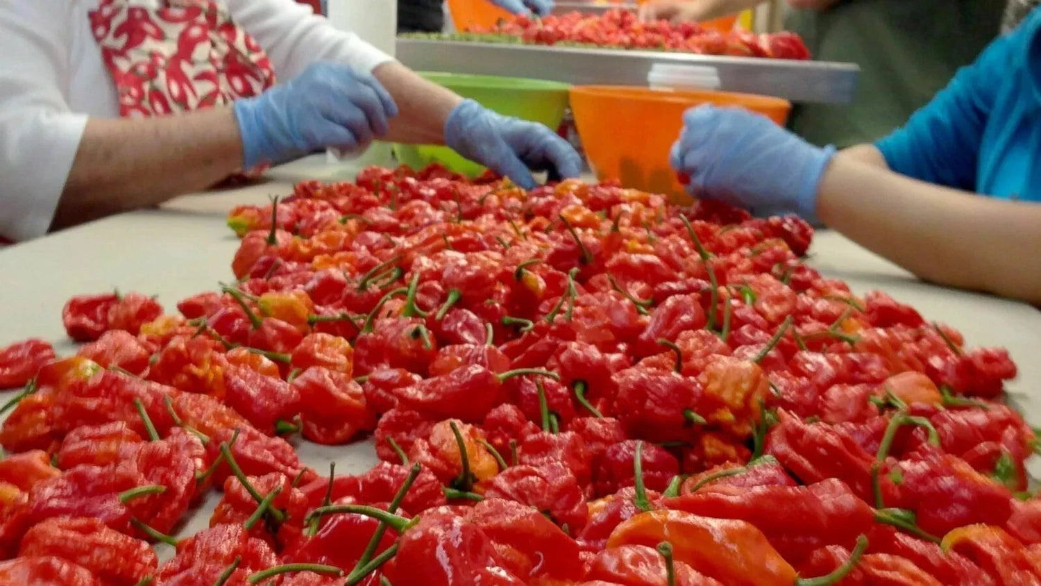 Carolina Reaper Chili Pepper Seeds World Record Hot Peppers Vegetables Seed Seeds – Heirloom, Non-GMO, High Germination Organic Garden Seeds