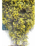 for Lemon Yellow JASMINE rare flower exotic climber vine bush plant heirloom non-GMO seeds