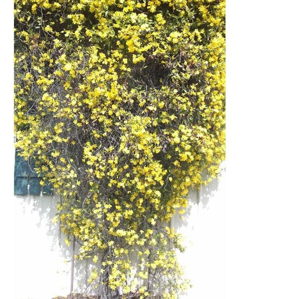 for Lemon Yellow JASMINE rare flower exotic climber vine bush plant heirloom non-GMO seeds