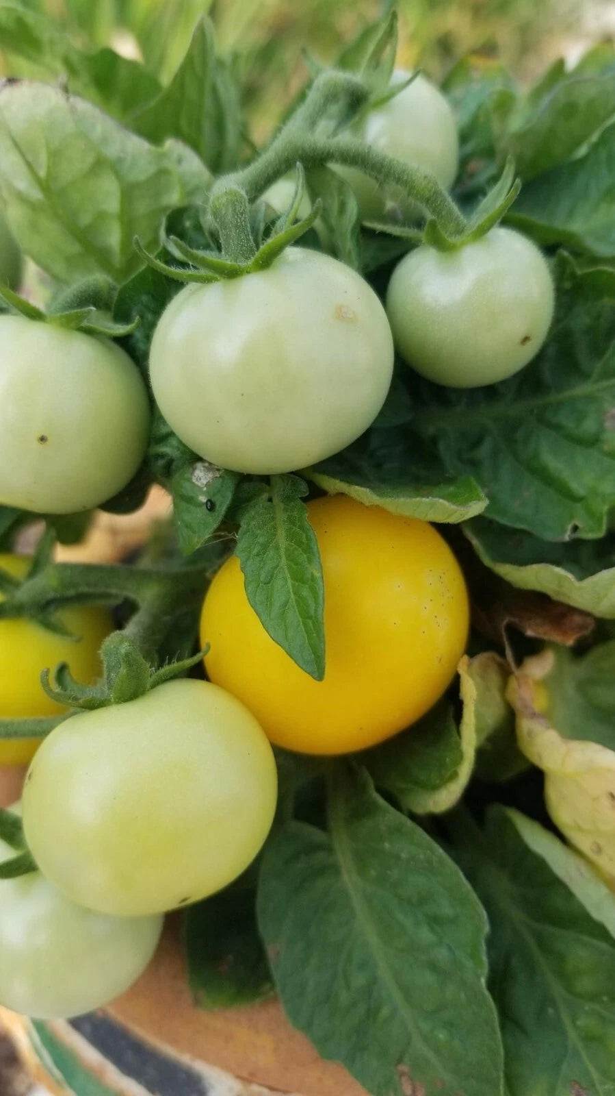 Orange Hat Yellow Dwarf Micro Tomato seeds - seeds GMO – Heirloom, Non-GMO, High Germination Organic Garden Seeds