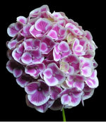 SEEDS for Pink White HYDRANGEA RARE flower exotic bush plant Seller heirloom non-GMO seeds