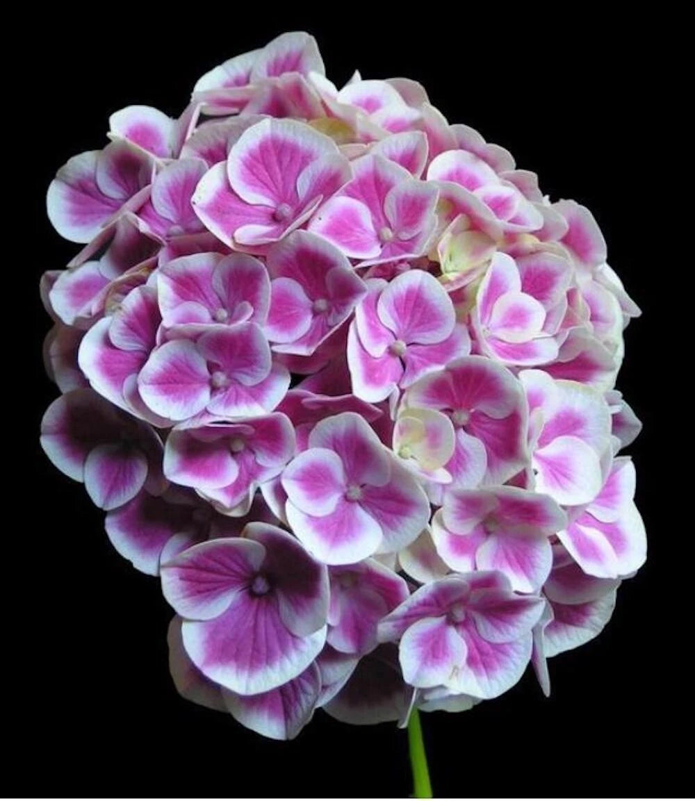 SEEDS for Pink White HYDRANGEA RARE flower exotic bush plant Seller heirloom non-GMO seeds