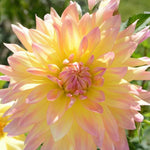 Cabana Banana Dahlia Perennial Seeds D024 – Heirloom, Non-GMO
