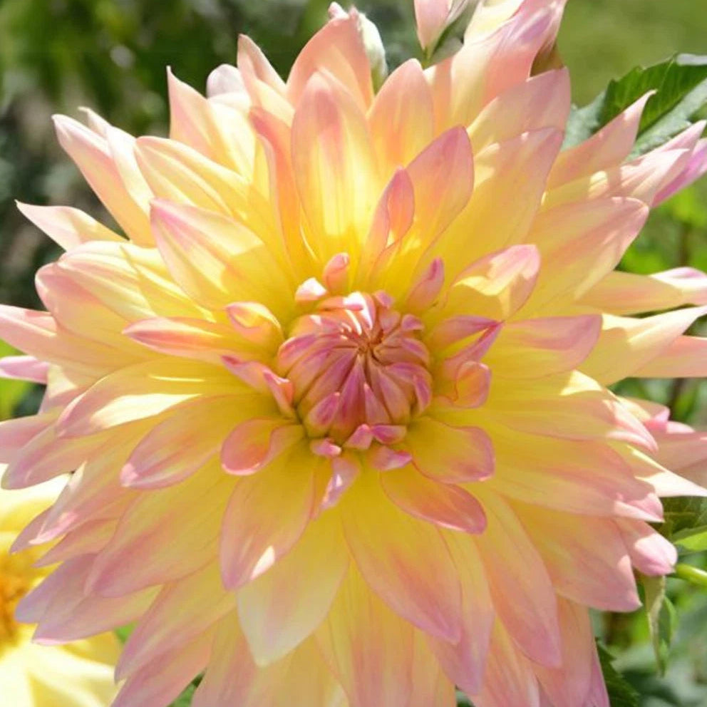 Cabana Banana Dahlia Perennial Seeds D024 – Heirloom, Non-GMO