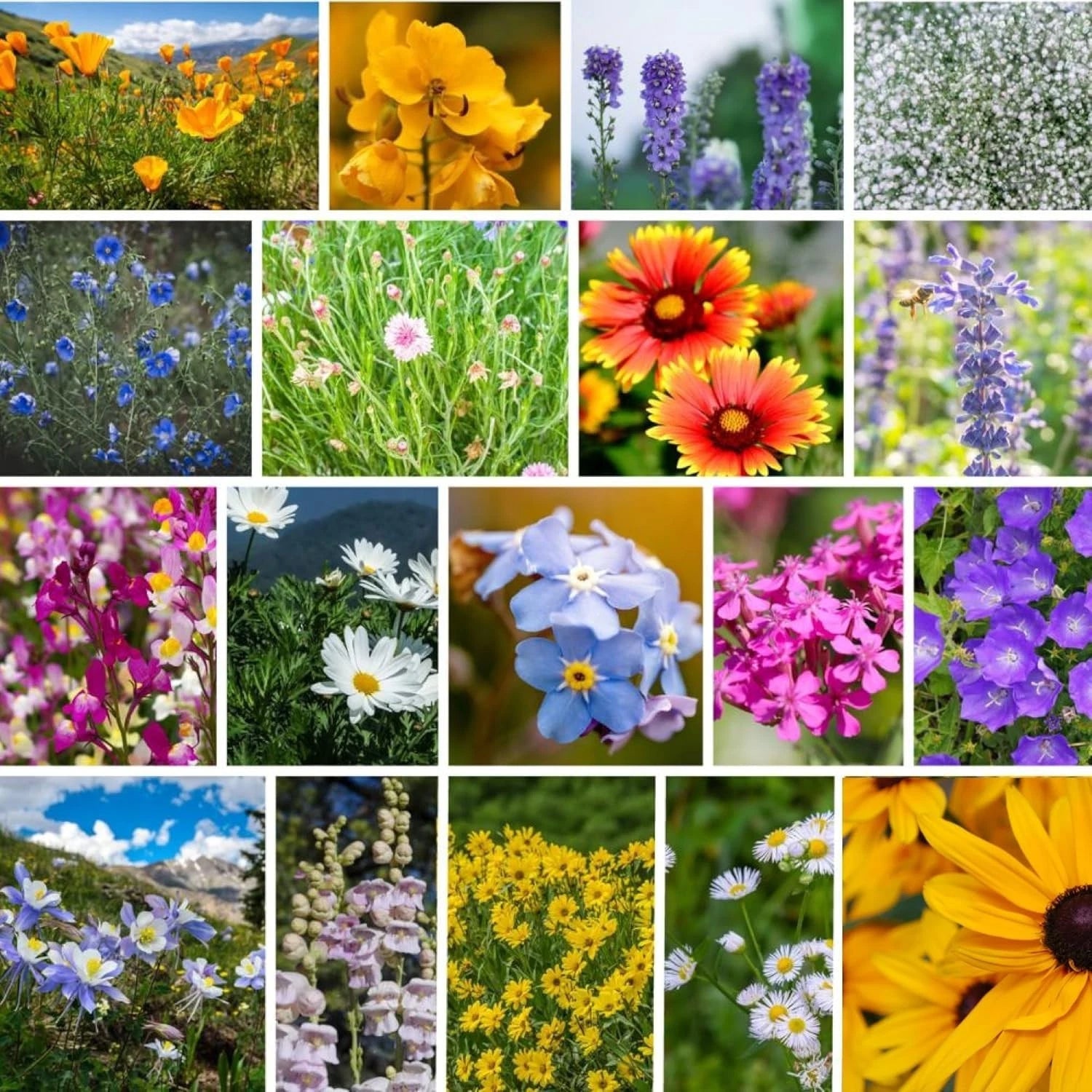 Rocky Mountain Wildflower Seeds Mix - Varieties for Vibrant Gardens – Heirloom, Non-GMO, High Germination Organic Garden Seeds