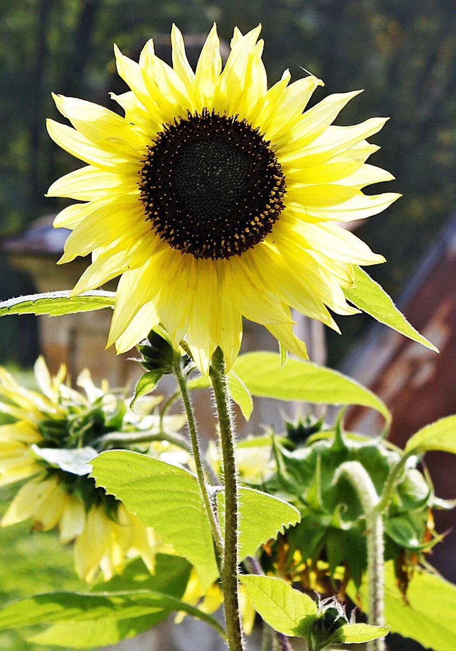 LEMON QUEEN TALL Sunflower Seeds Yellow Flower – Heirloom, Non-GMO, High Germination Organic Garden Seeds