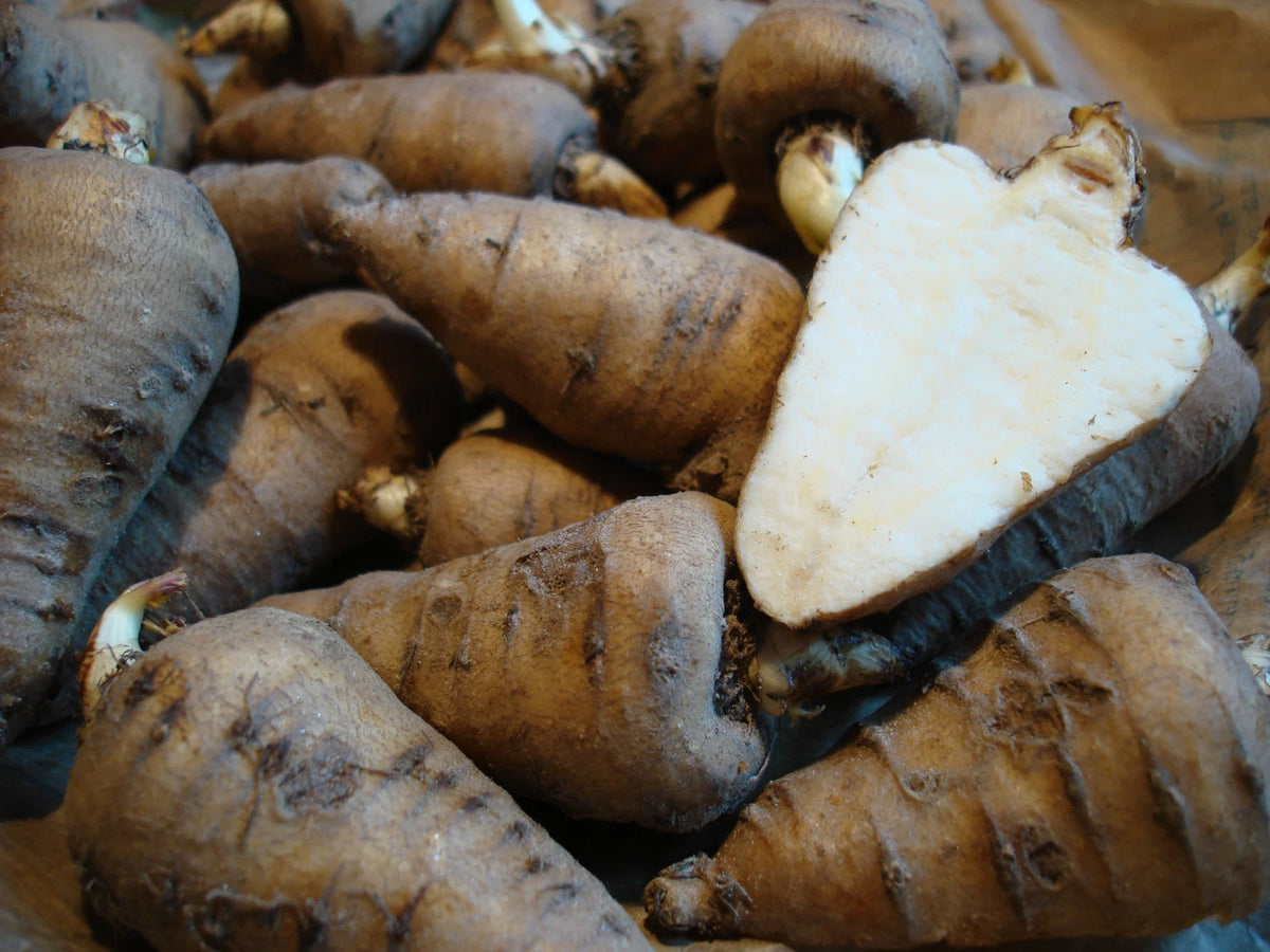 CHAEROPHYLLUM BULBOSUM Seeds Parsnip Chervil shipping heirloom non-gmo seeds