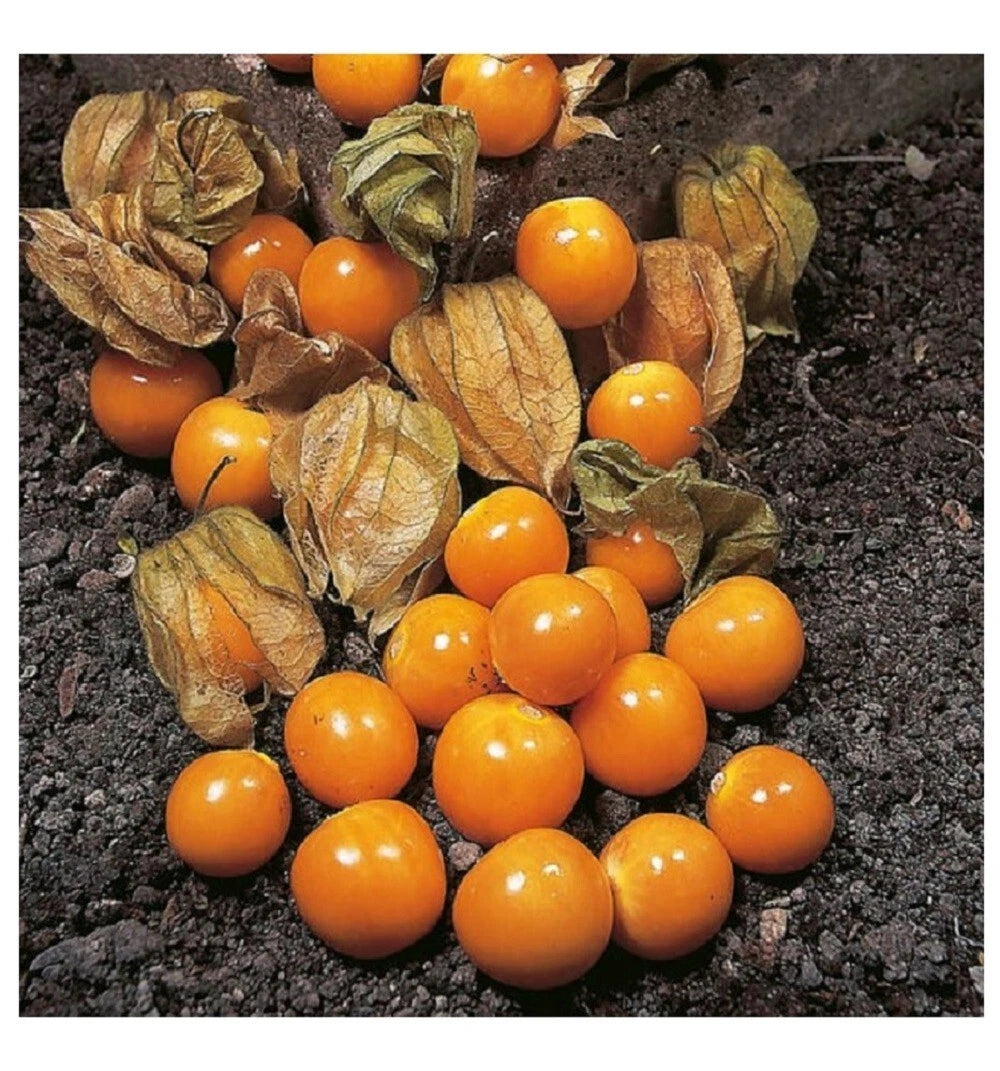 CAPE GOOSEBERRY SEEDS - RARE heirloom non-gmo seeds