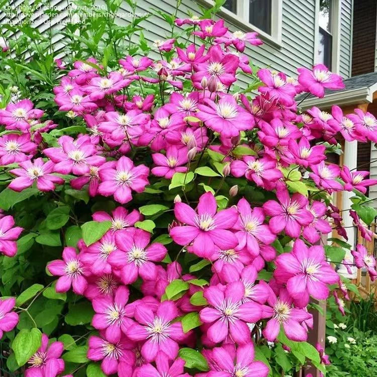CLEMATIS SEEDS Garden Plant Flower vine climber seller shipping – Heirloom, Non-GMO, High Germination Organic Garden Seeds